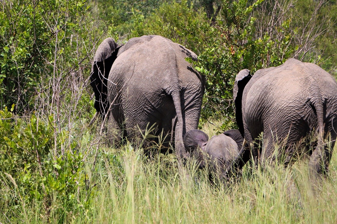 The Role of AI in Future Environmental Conservation